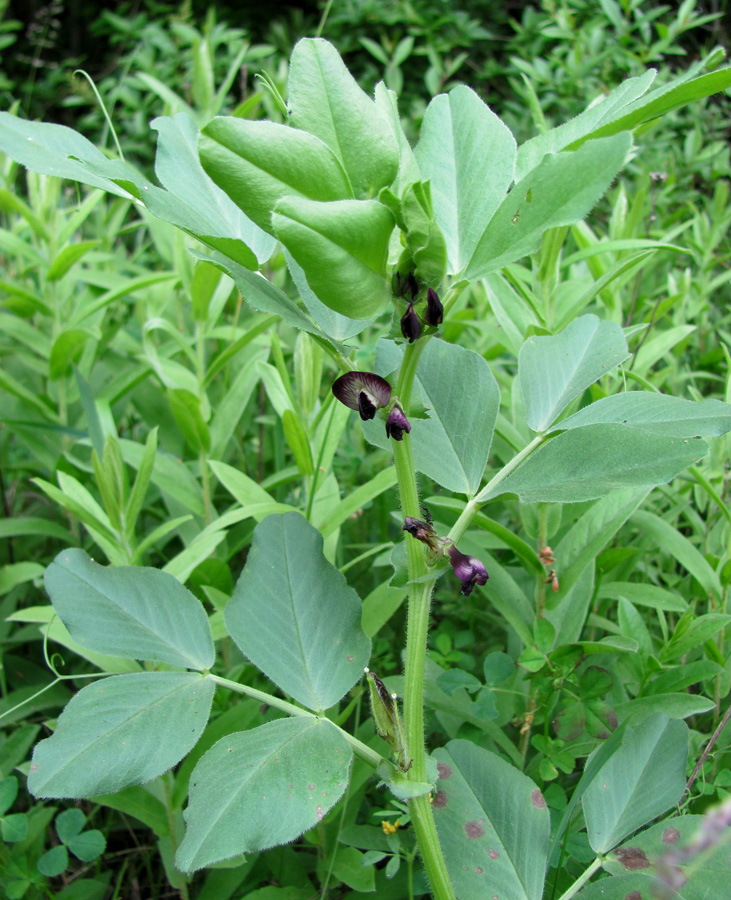 Изображение особи Vicia narbonensis.