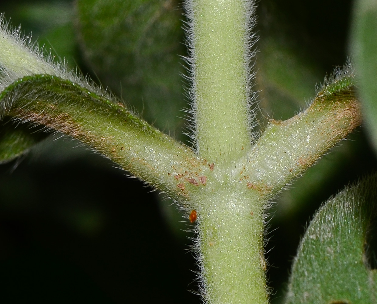 Image of Lomelosia prolifera specimen.