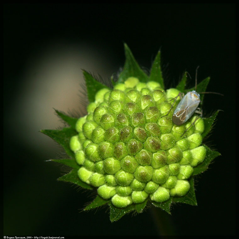 Изображение особи Knautia tatarica.