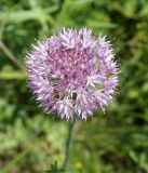 Allium caricifolium. Соцветие. Кыргызстан, Нарынская обл., правый берег р. Нарын, I надпойменная терраса ниже с. Ак-Булун. 05.07.2015.