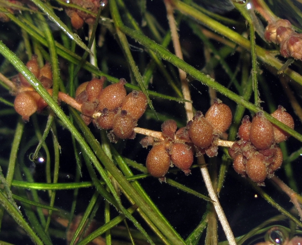 Image of Potamogeton pectinatus specimen.