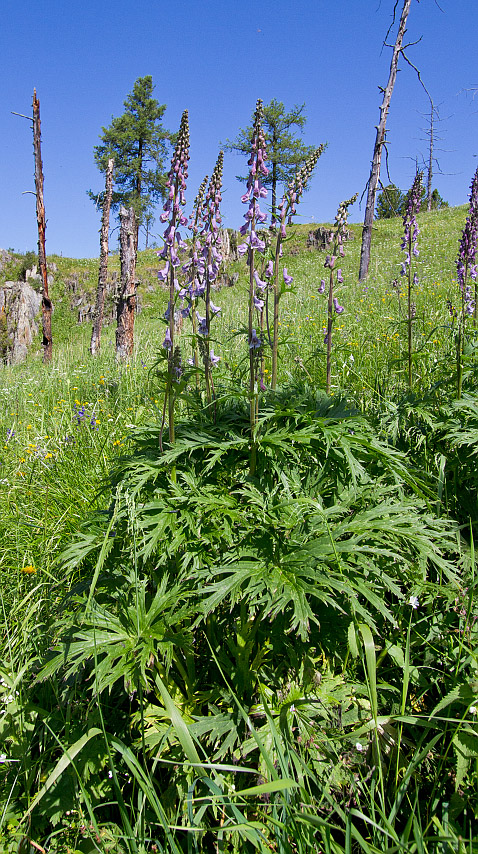 Изображение особи Aconitum leucostomum.