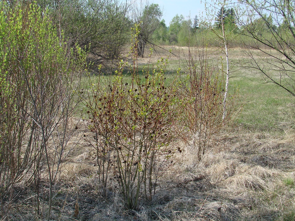 Image of Salix pyrolifolia specimen.