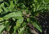 Silphium perfoliatum