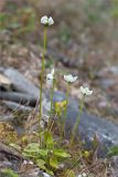 Parnassia palustris