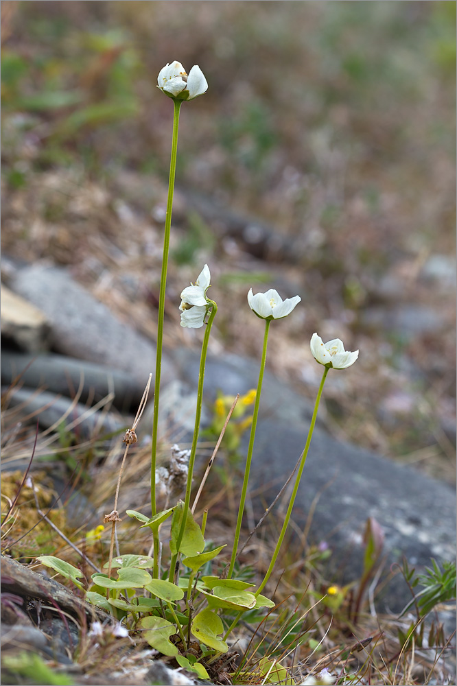 Изображение особи Parnassia palustris.