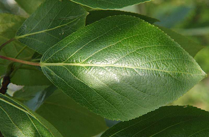 Image of Populus suaveolens specimen.