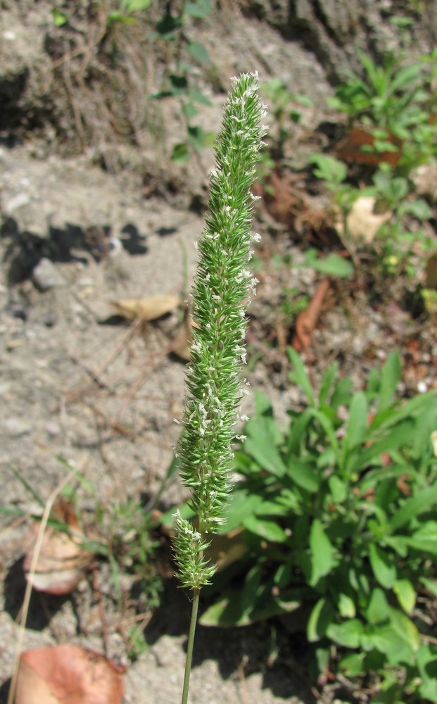 Image of Phleum phleoides specimen.