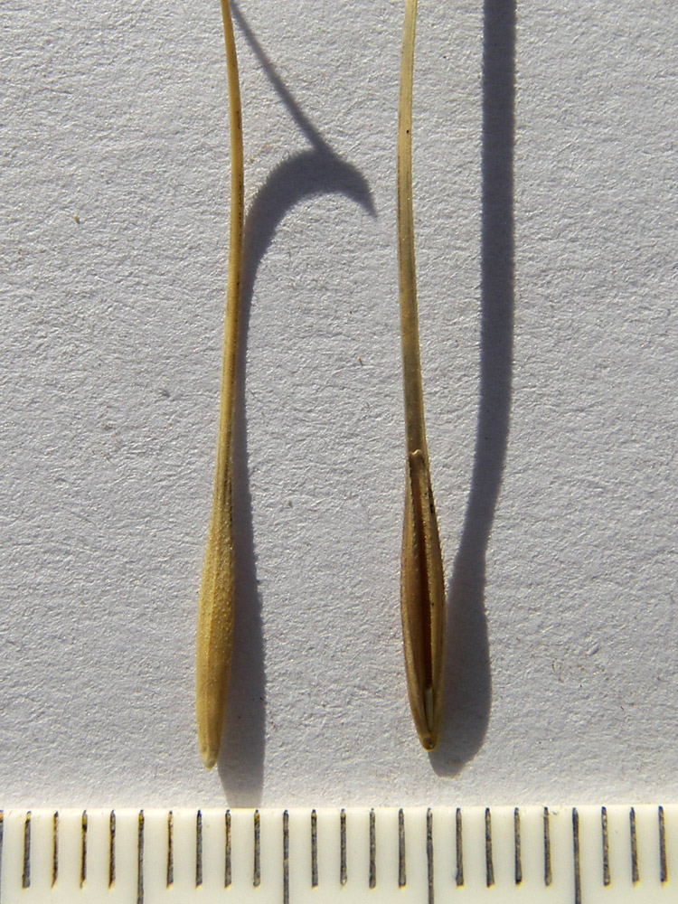 Image of Taeniatherum crinitum specimen.