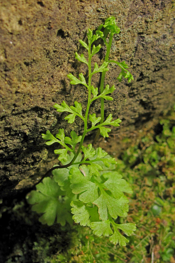 Изображение особи Anogramma leptophylla.