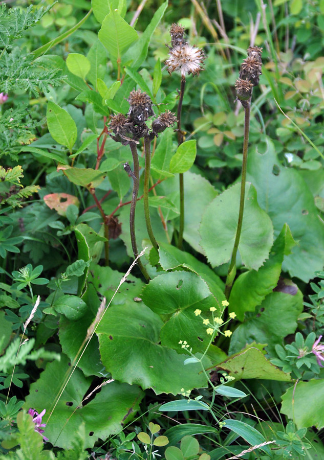 Image of Ligularia calthifolia specimen.