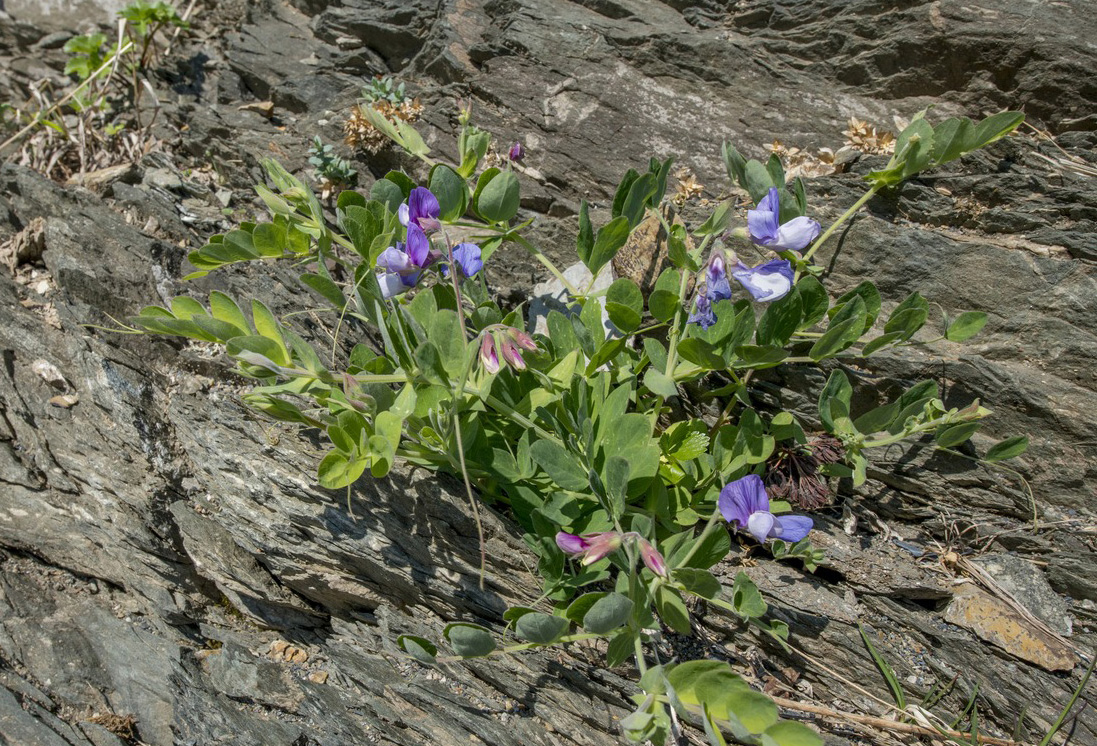 Изображение особи Lathyrus japonicus.