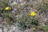 Linum ucranicum