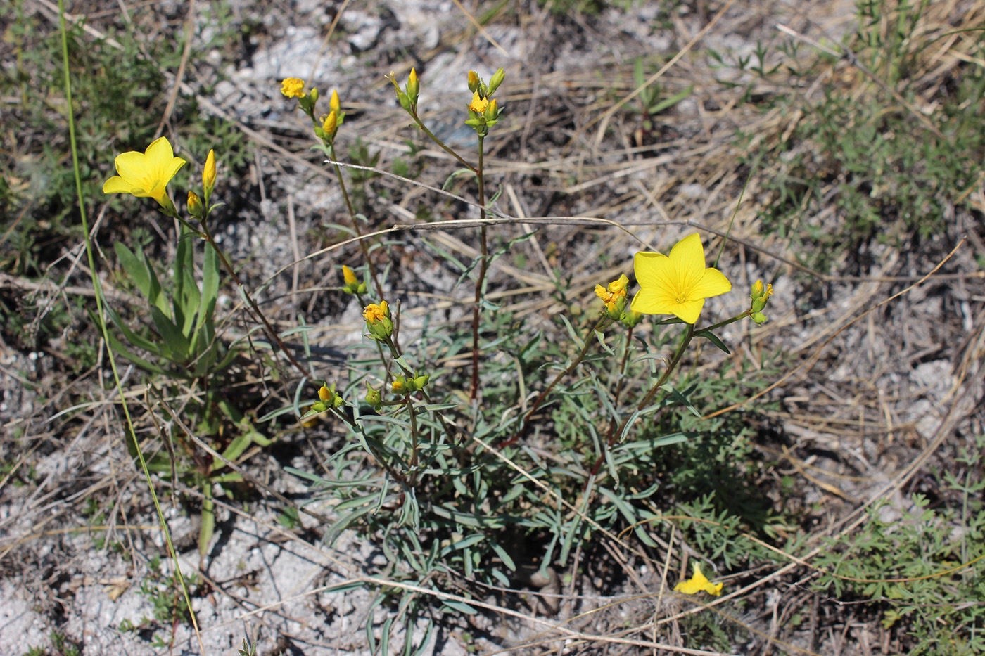 Изображение особи Linum ucranicum.