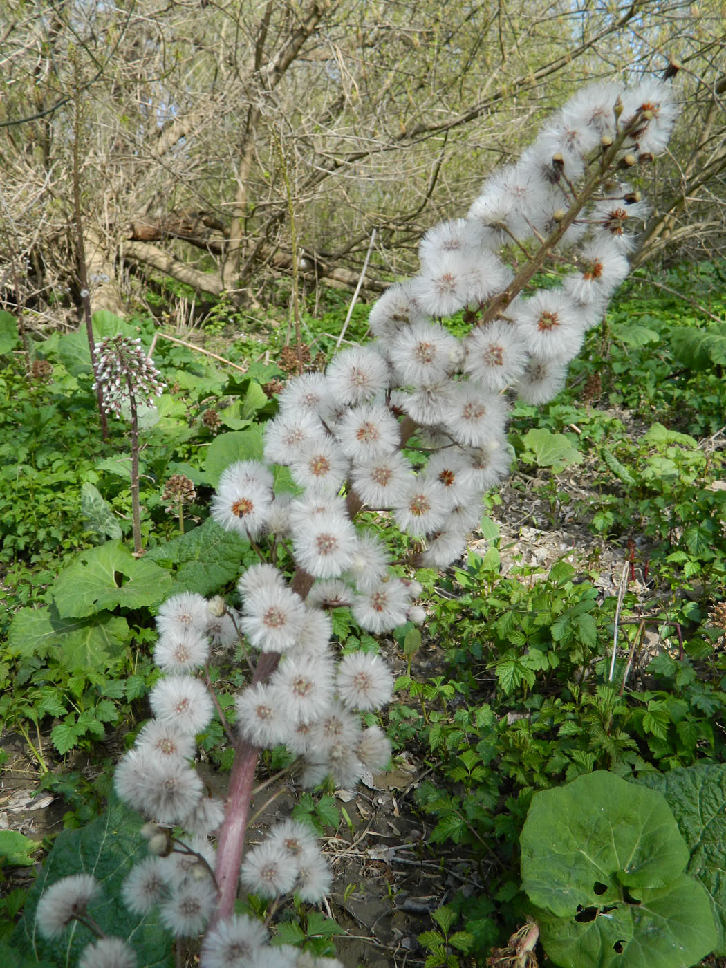 Image of Petasites hybridus specimen.