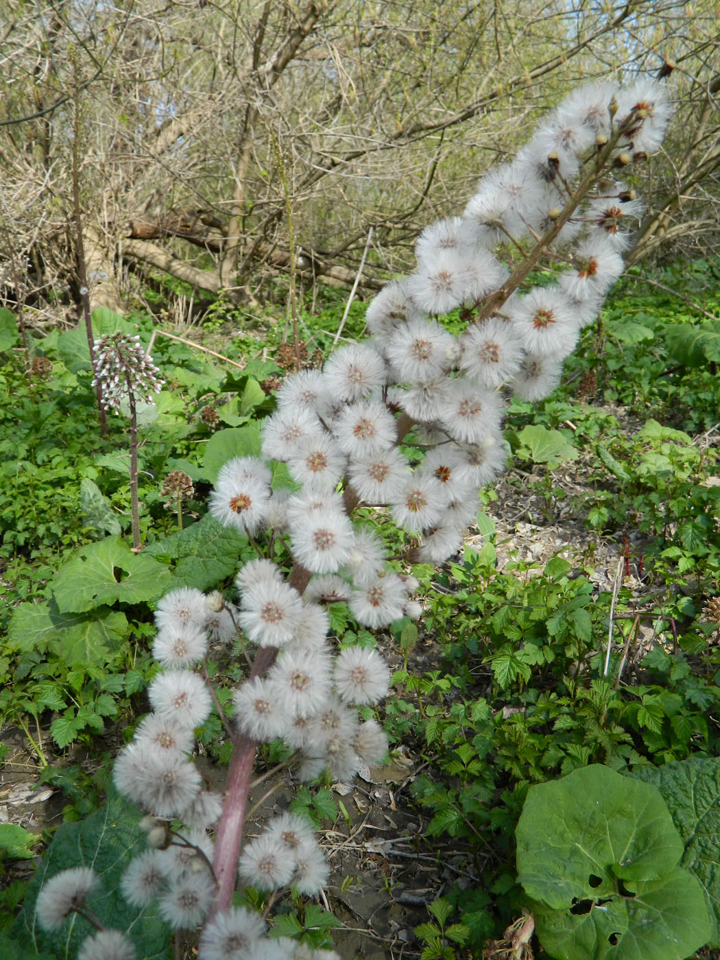 Изображение особи Petasites hybridus.