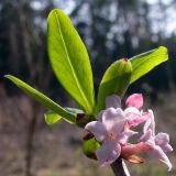 Daphne mezereum. Верхушка побега с соцветием. Свердловская обл., окр. г. Североуральск, опушка соснового леса. 15.05.2009.
