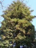 Sequoia sempervirens