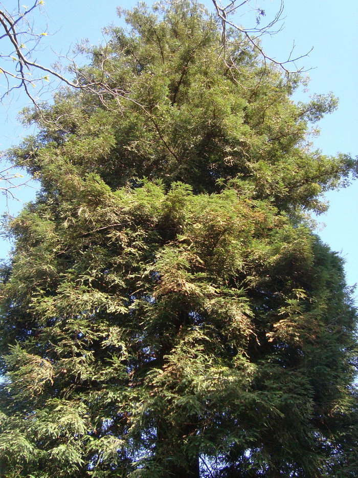 Image of Sequoia sempervirens specimen.