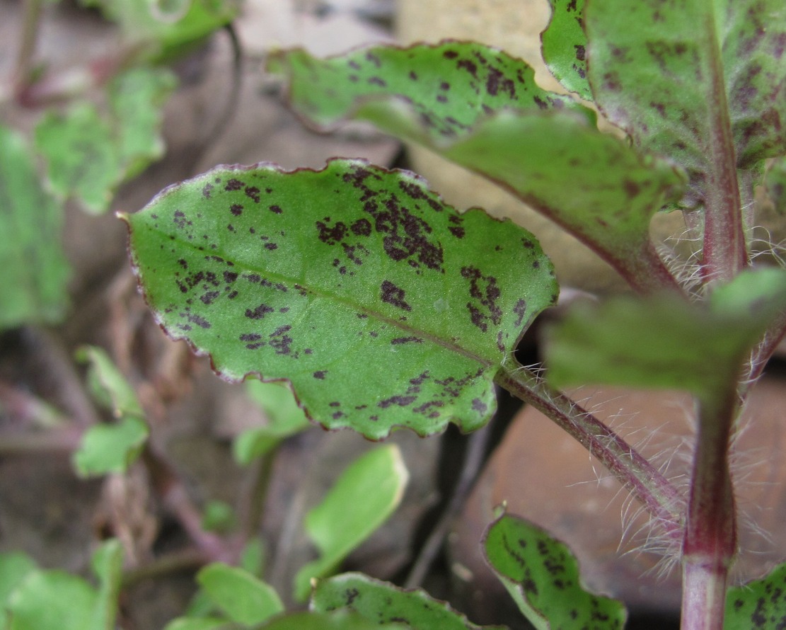 Изображение особи семейство Caryophyllaceae.