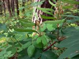 Lathyrus gmelinii