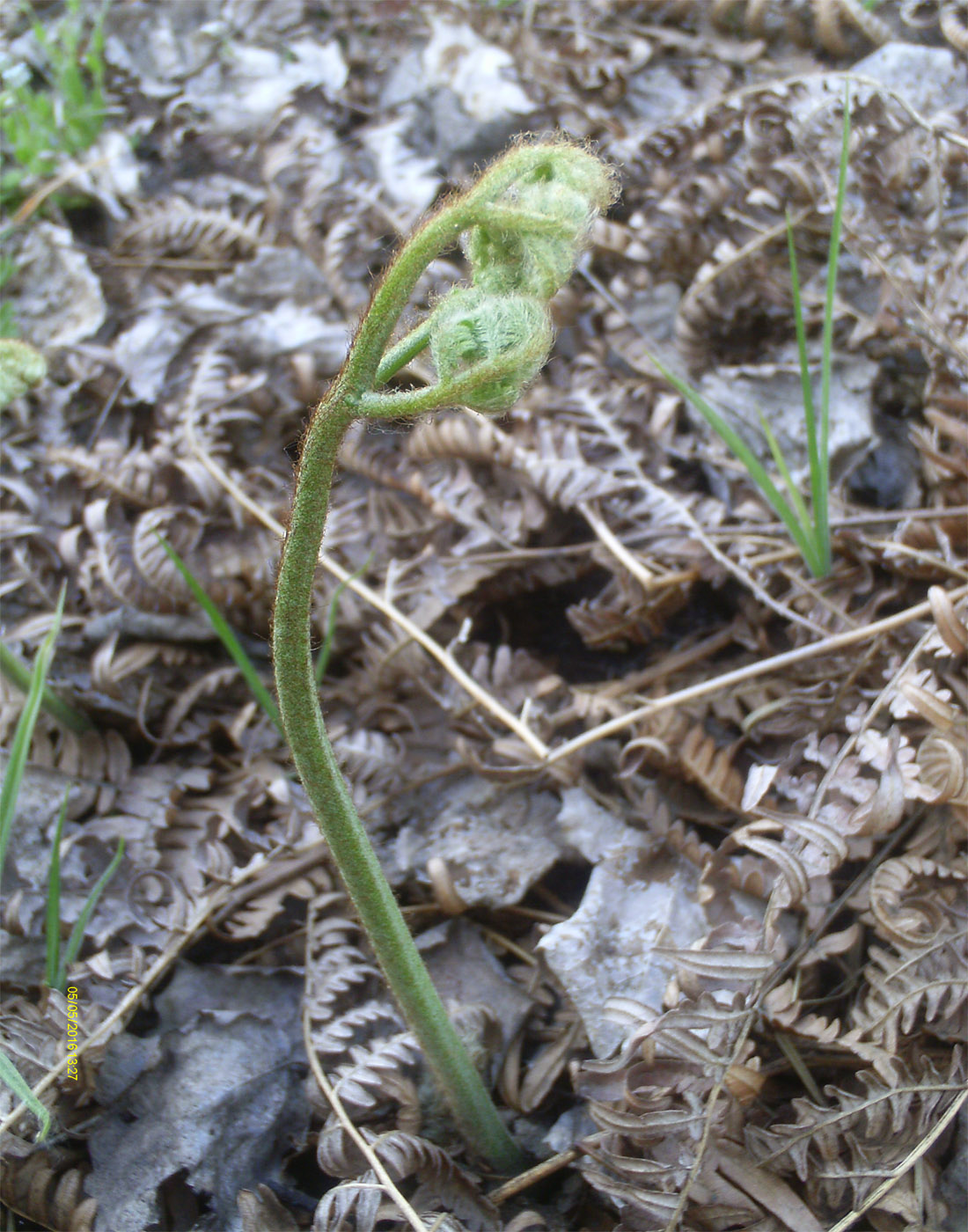 Изображение особи род Pteridium.