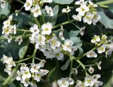 Crambe maritima. Часть соцветия. Украина, Херсонская обл., Голопристанский р-н, Черноморский биосферный заповедник, о-в Тендровская Коса, урочище \"Белые Кучугуры\". 22 мая 2007 г.