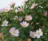Rosa canina