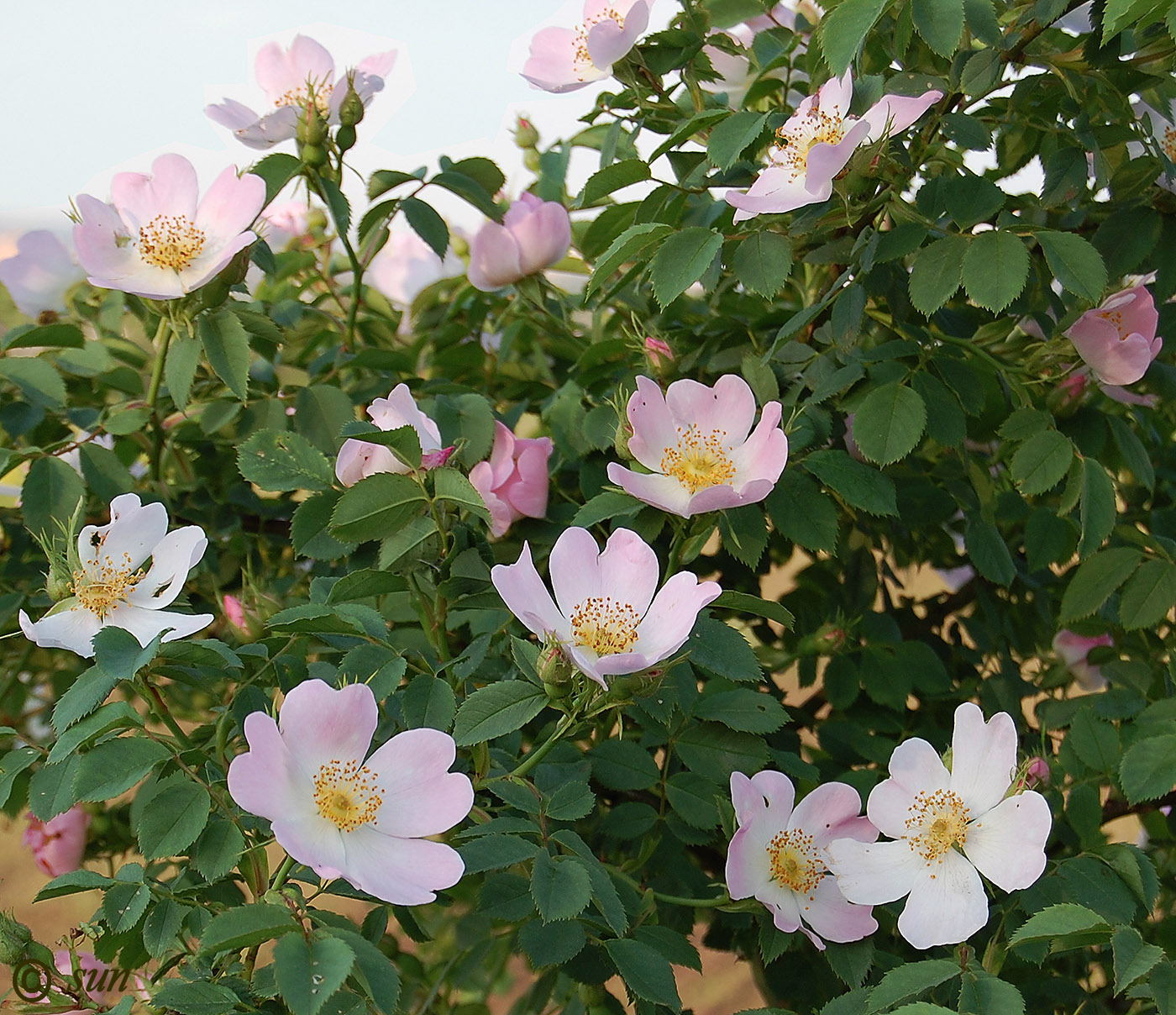 Image of Rosa canina specimen.