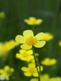 Ranunculus flammula