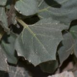 Hyoscyamus desertorum . Лист в средней части растения. Израиль, восточный Негев, южнее вади нахаль Цин, высота 7 м н. у. м. 21.01.2016.