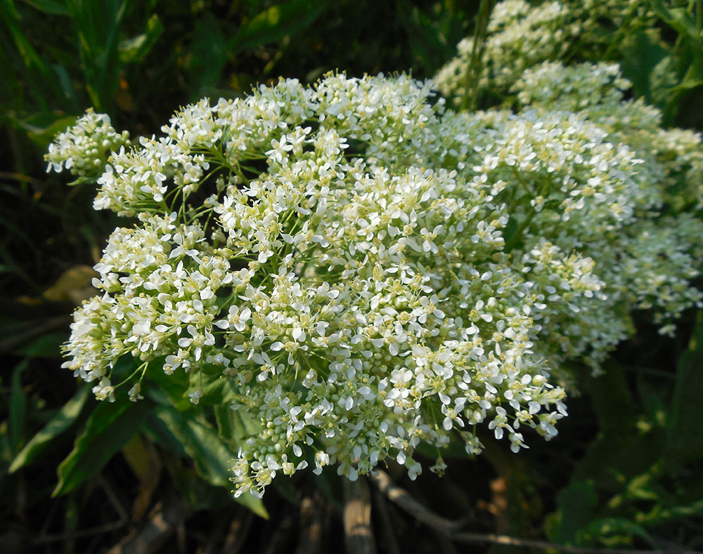 Image of Cardaria draba specimen.