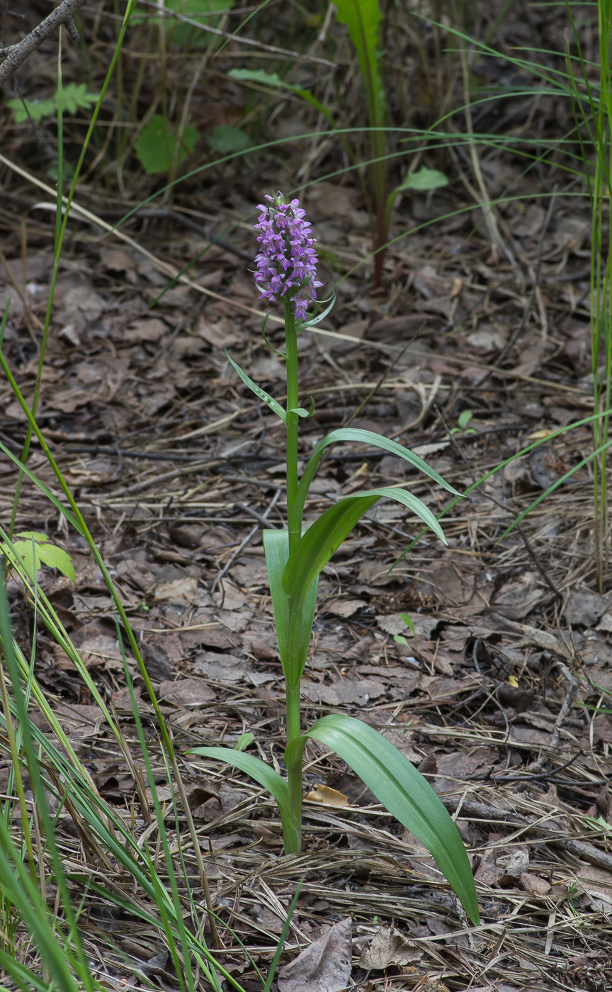 Image of Dactylorhiza &times; kerneriorum specimen.