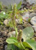 Plantago major. Соцветие. Иркутская обл., Иркутский р-н, дер. Позднякова, берег р. Куда, галечник у воды. 25.06.2016.