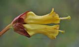 Lonicera involucrata