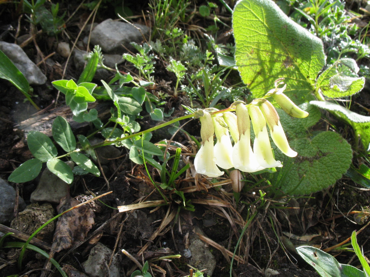 Изображение особи Astragalus aksuensis.