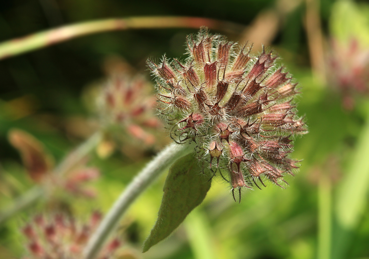 Изображение особи Clinopodium vulgare.