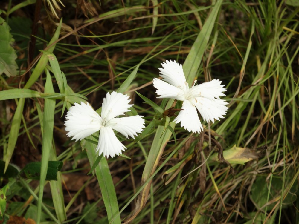 Image of Dianthus chinensis specimen.