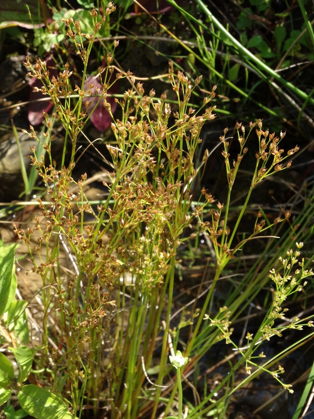 Изображение особи род Juncus.