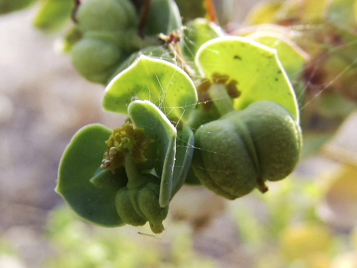 Изображение особи Euphorbia paralias.