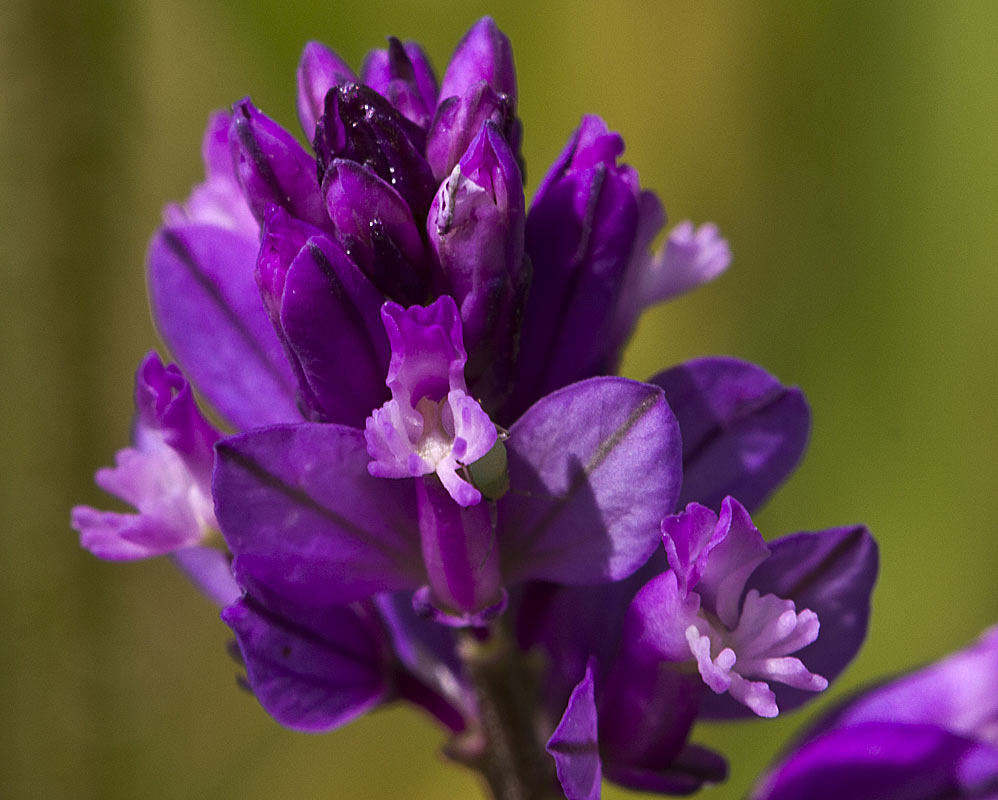 Image of Polygala comosa specimen.