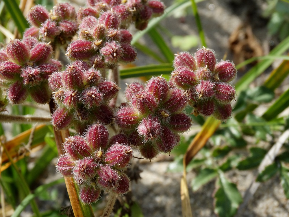 Image of Glehnia litoralis specimen.