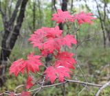 Acer pseudosieboldianum