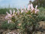Lagochilus diacanthophyllus. Цветущее растение. Казахстан, Сев. Тянь-Шань, плато Сюгаты, глинисто-щебнистый участок нагорной пустыни. 23 мая 2016 г.