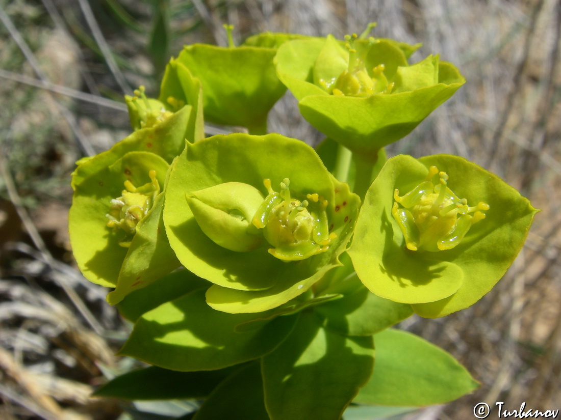 Изображение особи Euphorbia rigida.