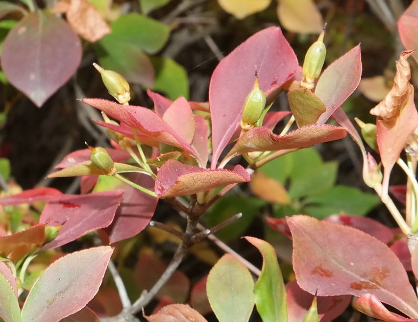 Image of genus Enkianthus specimen.