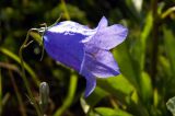 Campanula rotundifolia. Цветок. Мурманская обл., окр. пос. Териберка, скальный массив. 02.07.2016.