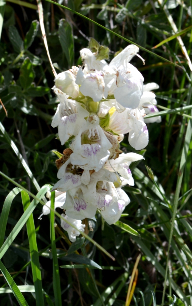 Изображение особи Salvia pachystachya.