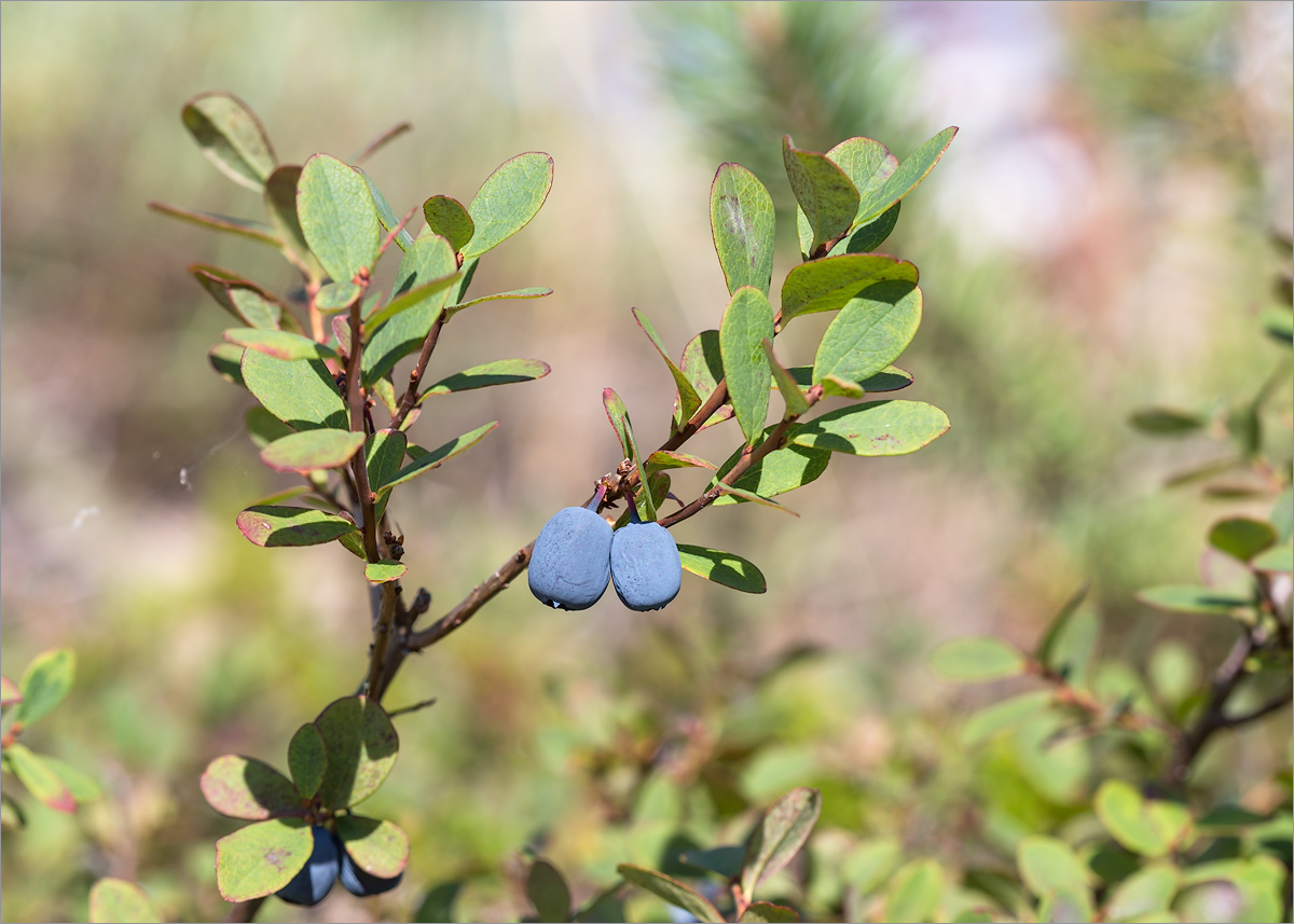 Image of Vaccinium uliginosum specimen.