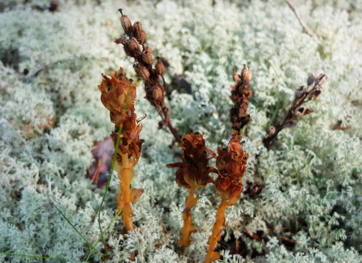 Image of Hypopitys monotropa specimen.